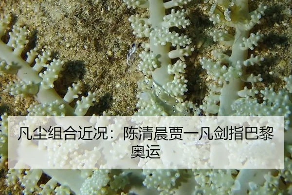 凡尘组合近况：陈清晨贾一凡剑指巴黎奥运